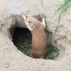 Black-tailed prairie dog (Cynomys ludovicianus), 2022-05-17