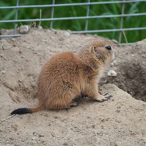 Juvenile Black-tailed prairie dog (Cynomys ludovicianus), 2022-05-17