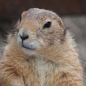 Black-tailed prairie dog (Cynomys ludovicianus), 2022-05-17