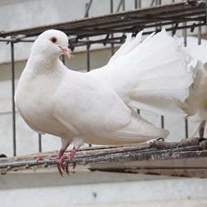 Fantail pigeon (Columba livia domestica), 2022-05-17