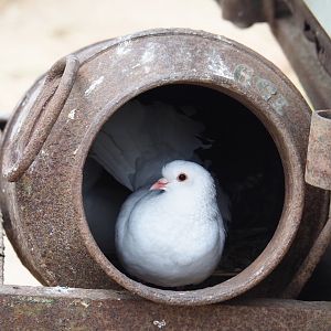 Fantail pigeon (Columba livia domestica) in old milk can, 2022-05-17