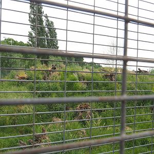 Spotted hyena exhibit, 2022-05-17