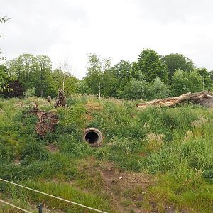 Spotted hyena exhibit, 2022-05-17