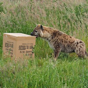Spotted hyena (Crocuta crocuta) with cardboard box enrichment, 2022-05-17