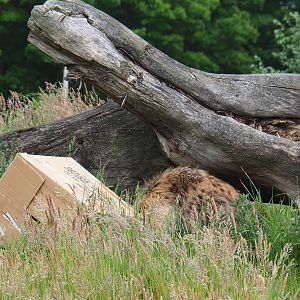 Spotted hyena (Crocuta crocuta) with cardboard box enrichment, 2022-05-17