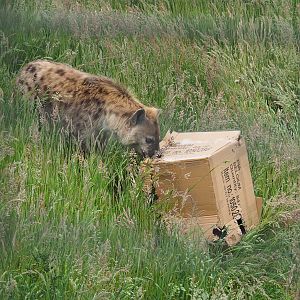 Spotted hyena (Crocuta crocuta) with cardboard box enrichment, 2022-05-17