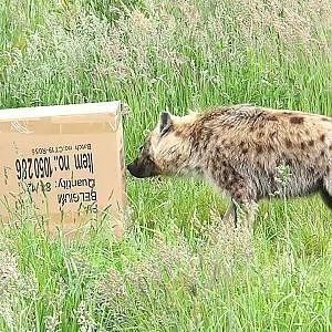 Video clip of Spotted hyena (Crocuta crocuta) with cardboard box enrichment, 2022-05-17
