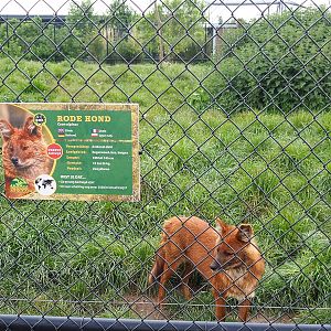 Chinese  dhole (Cuon alpinus lepturus) with signage, 2022-05-17