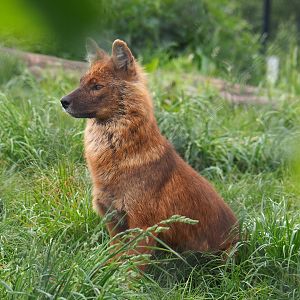 Chinese dhole (Cuon alpinus lepturus), 2022-05-17
