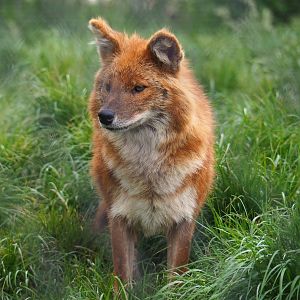Chinese dhole (Cuon alpinus lepturus), 2022-05-17