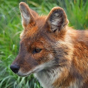 Chinese dhole (Cuon alpinus lepturus), 2022-05-17