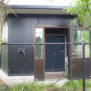 Chinese dhole holding building, 2022-05-17