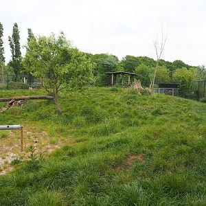 Chinese dhole exhibit, 2022-05-17