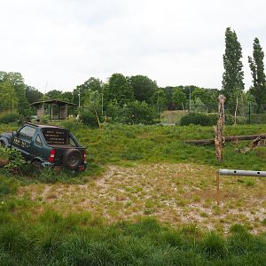 Chinese dhole exhibit, 2022-05-17