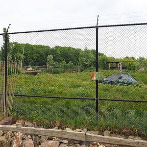 Chinese dhole exhibit, 2022-05-17