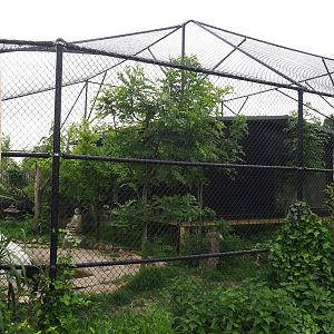 Red-crowned crane, Lesser black-backed gull and Black-tailed gull aviary, 2022-05-17
