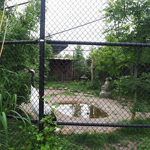 Red-crowned crane, Lesser black-backed gull and Black-tailed gull aviary, 2022-05-17