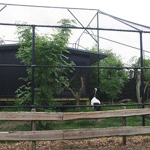 Red-crowned crane, Lesser black-backed gull and Black-tailed gull aviary, 2022-05-17