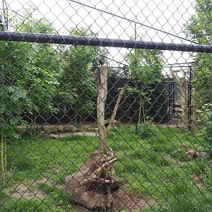 Red-crowned crane, Lesser black-backed gull and Black-tailed gull aviary, 2022-05-17