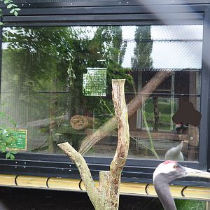 Northern Luzon giant cloud rat exhibit within crane and gull building, 2022-05-17