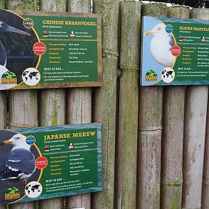 Red-crowned crane, Lesser black-backed gull and Black-tailed gull signs, 2022-05-17