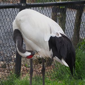 Red-crowned crane (Grus japonensis), 2022-05-17