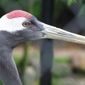 Red-crowned crane (Grus japonensis), 2022-05-17