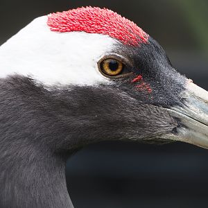 Red-crowned crane (Grus japonensis), 2022-05-17