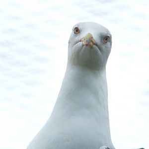 Lesser black-backed gull (Larus fuscus), 2022-05-17