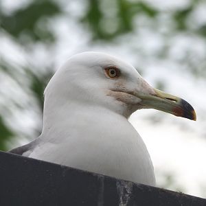 Black-tailed gull (Larus crassirostris), 2022-05-17