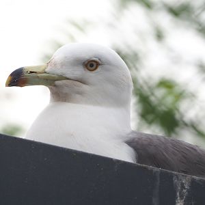 Black-tailed gull (Larus crassirostris), 2022-05-17
