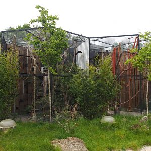 White-nosed coati exhibit, 2022-05-17