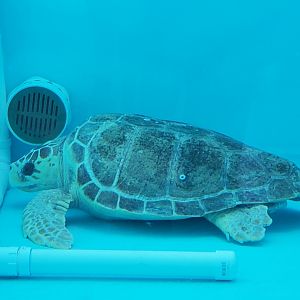 Essex County Turtle Back Zoo (2022) - Loggerhead Sea Turtle