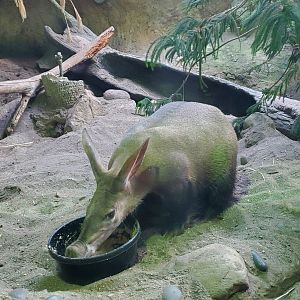 Essex County Turtle Back Zoo (2022) - Aardvark