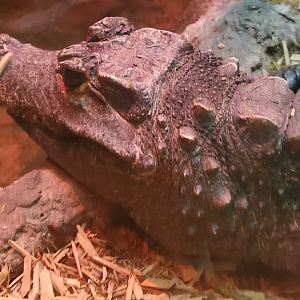 Essex County Turtle Back Zoo (2022) - Dwarf Crocodile
