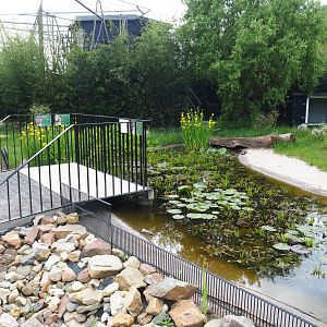 European pond turtle and Three-spined stickleback pond, 2022-05-17