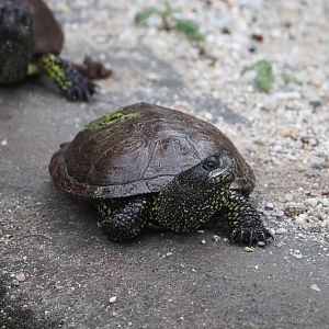 European pond turtle (Emys orbicularis), 2022-05-17