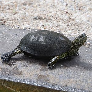 European pond turtle (Emys orbicularis), 2022-05-17