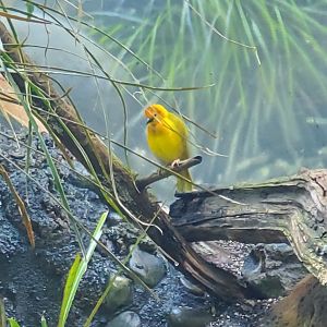 Essex County Turtle Back Zoo (2022) - Taveta Weaver