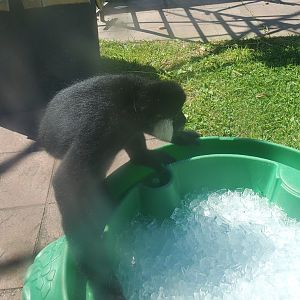 Essex County Turtle Back Zoo (2022) - White-cheeked Gibbon