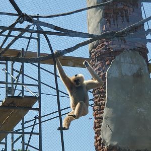 Essex County Turtle Back Zoo (2022) - White-cheeked Gibbon