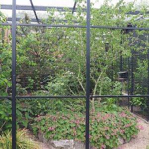 European aviary, 2022-05-17