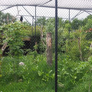 Bateleur aviary, 2022-05-17