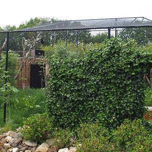 Bateleur aviary, 2022-05-17