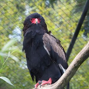 Bateleur eagle (Terathopius ecaudatus), 2022-05-17