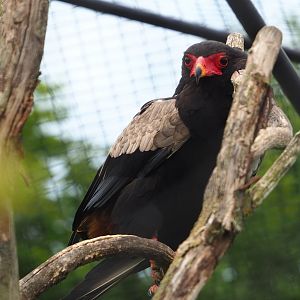 Bateleur eagle (Terathopius ecaudatus), 2022-05-17