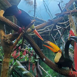Essex County Turtle Back Zoo (2022) - Toco Toucans