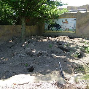Aardvark Exhibit