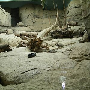 Meerkat Exhibit