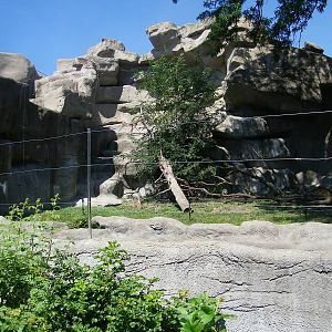 Lion Exhibit